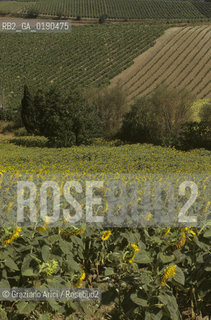 ( FRANCIA  )  PROVENCE-ALPES-COTE DAZUR GORDES : CAMPAGNA © 1999 Graziano Arici/Rosebud2 / GEO   GIRASOLI