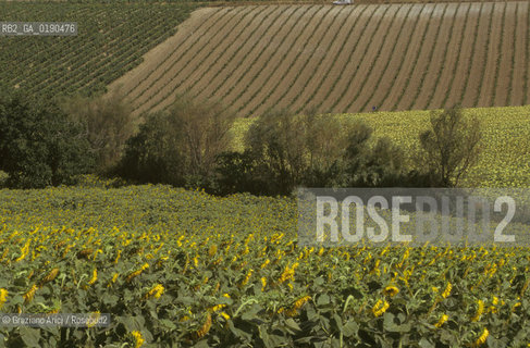 ( FRANCIA  )  PROVENCE-ALPES-COTE DAZUR GORDES : CAMPAGNA © 1999 Graziano Arici/Rosebud2 / GEO