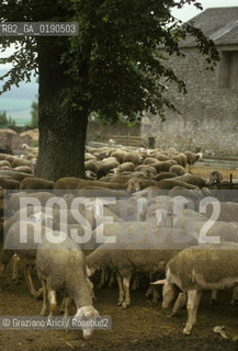 ( FRANCIA  )  LANGUEDOC-ROUSSILLON ALTIPIANO DEL LARZAC CAUSSE : OVILE © 1999 Graziano Arici/Rosebud2 / GEO PECORE