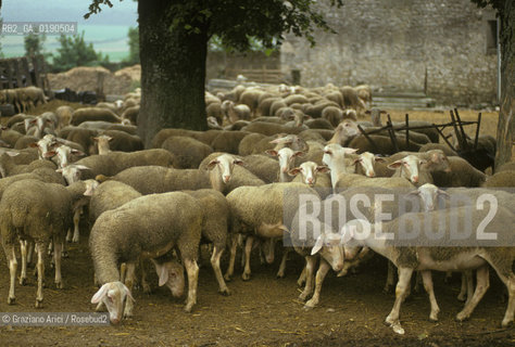 ( FRANCIA  )  LANGUEDOC-ROUSSILLON ALTIPIANO DEL LARZAC CAUSSE : OVILE © 1999 Graziano Arici/Rosebud2 / GEO PECORE