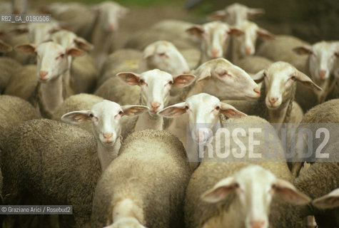 ( FRANCIA  )  LANGUEDOC-ROUSSILLON ALTIPIANO DEL LARZAC CAUSSE : OVILE © 1999 Graziano Arici/Rosebud2 / GEO PECORE