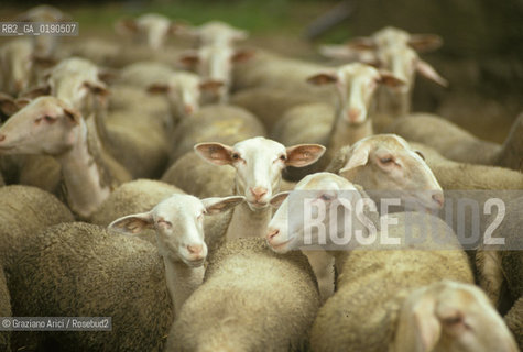 ( FRANCIA  )  LANGUEDOC-ROUSSILLON ALTIPIANO DEL LARZAC CAUSSE : OVILE © 1999 Graziano Arici/Rosebud2 / GEO PECORE