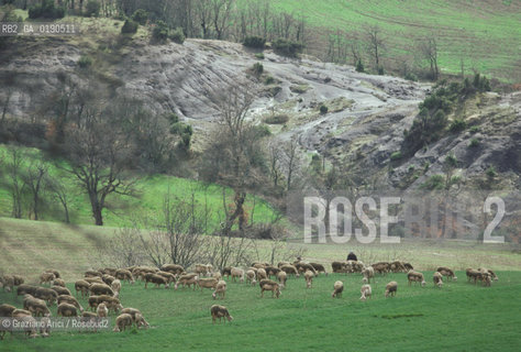 ( FRANCIA  )  LANGUEDOC-ROUSSILLON ALTIPIANO DEL LARZAC CAUSSE : GREGGE © 1999 Graziano Arici/Rosebud2 / GEO PECORE
