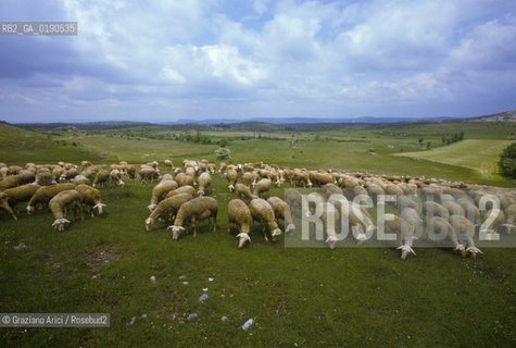 ( FRANCIA  )  LANGUEDOC-ROUSSILLON ALTIPIANO DEL LARZAC CAUSSE : GREGGE © 1999 Graziano Arici/Rosebud2 / GEO PECORA.
