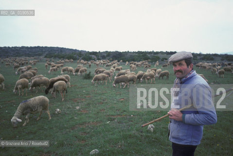 ( FRANCIA  )  LANGUEDOC-ROUSSILLON ALTIPIANO DEL LARZAC CAUSSE : PAESAGGIO CON GREGGIO © 1999 Graziano Arici/Rosebud2 / GEO PECORA.