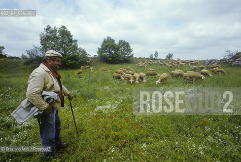 ( FRANCIA  )  LANGUEDOC-ROUSSILLON ALTIPIANO DEL LARZAC CAUSSE : PASTORE CON GREGGE © 1999 Graziano Arici/Rosebud2 / GEO PECORA.