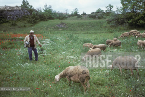 ( FRANCIA  )  LANGUEDOC-ROUSSILLON ALTIPIANO DEL LARZAC CAUSSE : PASTORE CON GREGGE © 1999 Graziano Arici/Rosebud2 / GEO PECORA.