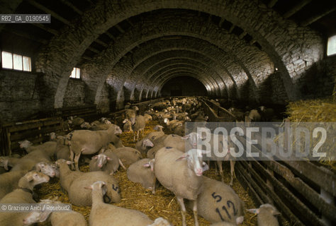 ( FRANCIA  )  LANGUEDOC-ROUSSILLON ALTIPIANO DEL LARZAC CAUSSE : OVILE NEL VILLAGGIO DE LA BLAQUIERE CENTRO DELLA LOTTA DEI PASTORI  © 1999 Graziano Arici/Rosebud2 / GEO  PECORA