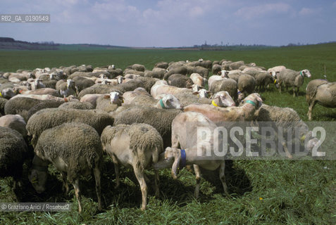 ( FRANCIA  )  LANGUEDOC-ROUSSILLON ALTIPIANO DEL LARZAC CAUSSE : GREGGE © 1999 Graziano Arici/Rosebud2 / GEO PECORE