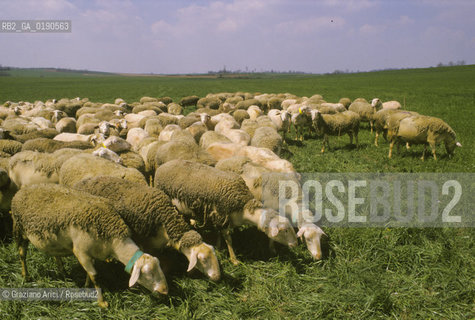 ( FRANCIA  )  LANGUEDOC-ROUSSILLON ALTIPIANO DEL LARZAC CAUSSE : GREGGE © 1999 Graziano Arici/Rosebud2 / GEO PECORA