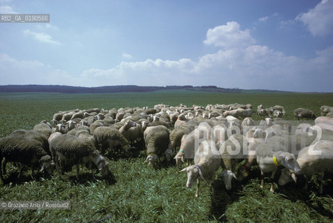 ( FRANCIA  )  LANGUEDOC-ROUSSILLON ALTIPIANO DEL LARZAC CAUSSE : GREGGE © 1999 Graziano Arici/Rosebud2 / GEO PECORA