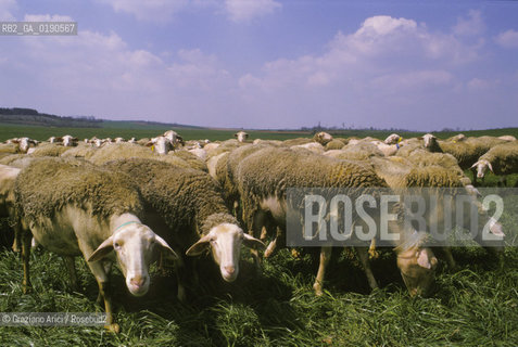 ( FRANCIA  )  LANGUEDOC-ROUSSILLON ALTIPIANO DEL LARZAC CAUSSE : GREGGE © 1999 Graziano Arici/Rosebud2 / GEO PECORA