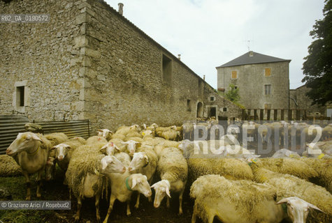 ( FRANCIA  )  LANGUEDOC-ROUSSILLON ALTIPIANO DEL LARZAC CAUSSE : OVILE © 1999 Graziano Arici/Rosebud2 / GEO PECORE