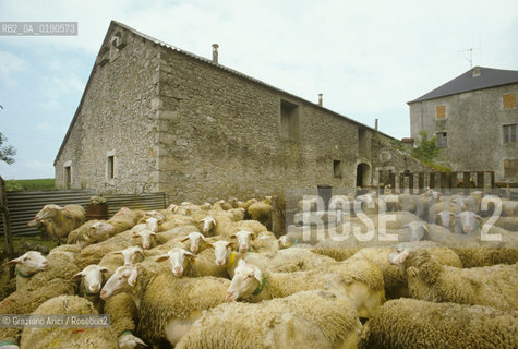 ( FRANCIA  )  LANGUEDOC-ROUSSILLON ALTIPIANO DEL LARZAC CAUSSE : OVILE © 1999 Graziano Arici/Rosebud2 / GEO PECORE