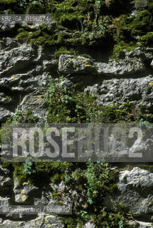 ( FRANCIA  )  LANGUEDOC-ROUSSILLON ALTIPIANO DEL LARZAC CAUSSE : MURO © 1999 Graziano Arici/Rosebud2 / GEO MUSCHIO