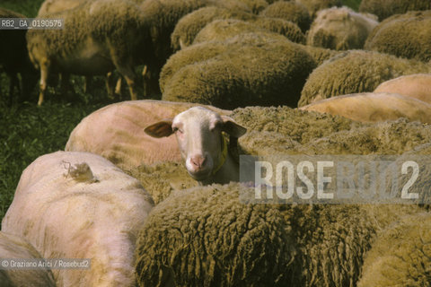 ( FRANCIA  )  LANGUEDOC-ROUSSILLON ALTIPIANO DEL LARZAC CAUSSE : OVILE © 1999 Graziano Arici/Rosebud2 / GEO PECORE