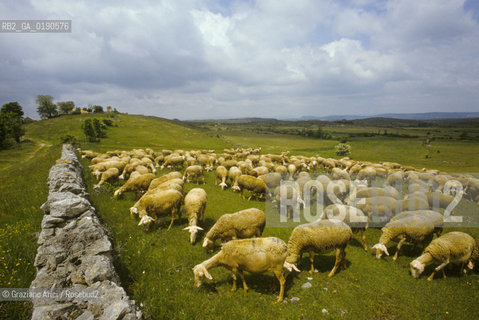 ( FRANCIA  )  LANGUEDOC-ROUSSILLON ALTIPIANO DEL LARZAC CAUSSE : GREGGE © 1999 Graziano Arici/Rosebud2 / GEO PECORE