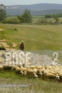 ( FRANCIA  )  LANGUEDOC-ROUSSILLON ALTIPIANO DEL LARZAC CAUSSE : GREGGE © 1999 Graziano Arici/Rosebud2 / GEO PECORE