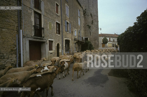 ( FRANCIA  )  LANGUEDOC-ROUSSILLON ALTIPIANO DEL LARZAC CAUSSE : LA CITTA TEMPLARE DI STE-EULALIE-DE-CERNON © 1999 Graziano Arici/Rosebud2 / GEO TEMPLARI PECORA