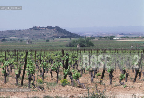 ( FRANCIA  )  LANGUEDOC-ROUSSILLON VIGNETI © 1999 Graziano Arici/Rosebud2 / GEO VINO