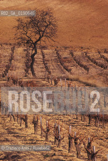 ( FRANCIA  )  LANGUEDOC-ROUSSILLON VIGNETI © 1999 Graziano Arici/Rosebud2 / GEO VINO