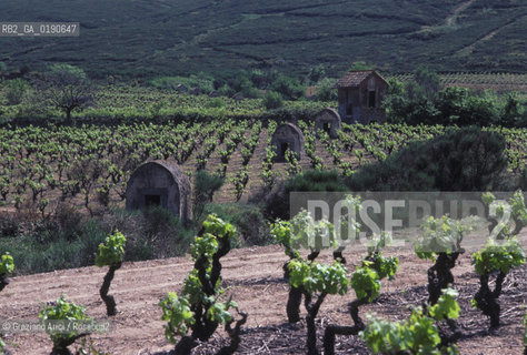 ( FRANCIA  )  LANGUEDOC-ROUSSILLON VIGNETI © 1999 Graziano Arici/Rosebud2 / GEO VINO