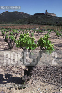 ( FRANCIA  )  LANGUEDOC-ROUSSILLON VIGNETI © 1999 Graziano Arici/Rosebud2 / GEO VINO