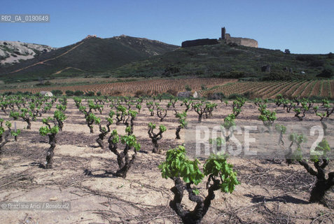 ( FRANCIA  )  LANGUEDOC-ROUSSILLON VIGNETI © 1999 Graziano Arici/Rosebud2 / GEO VINO