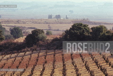 ( FRANCIA  )  LANGUEDOC-ROUSSILLON VIGNETI © 1999 Graziano Arici/Rosebud2 / GEO VINO