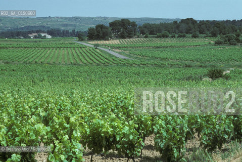 ( FRANCIA  )  LANGUEDOC-ROUSSILLON VIGNETI © 1999 Graziano Arici/Rosebud2 / GEO VINO