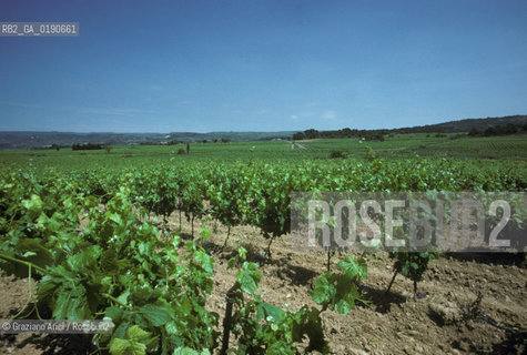 ( FRANCIA  )  LANGUEDOC-ROUSSILLON VIGNETO © 1999 Graziano Arici/Rosebud2 / GEO VINO