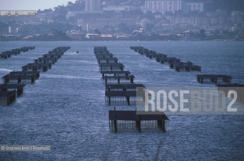 ( FRANCIA  )  LANGUEDOC-ROUSSILLON  LAGUNA DI MEZE : ALLEVAMENTI DI OSTRICHE © 1999 Graziano Arici/Rosebud2 / GEO