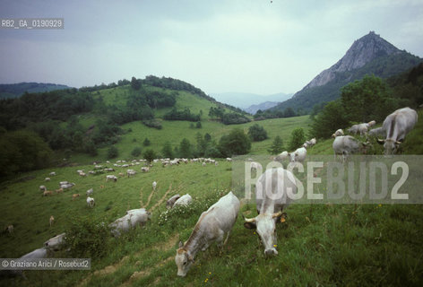 ( FRANCIA  )  MIDI-PYRENEES  IL CASTELLO DI MONTSEGUR ULTIMO RIFUGIO DELLA CHIESA CATARA  © 1999 Graziano Arici/Rosebud2 / GEO ERESIA CATARA CATARI CROCIATA