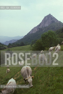 ( FRANCIA  )  MIDI-PYRENEES  IL CASTELLO DI MONTSEGUR ULTIMO RIFUGIO DELLA CHIESA CATARA  © 1999 Graziano Arici/Rosebud2 / GEO ERESIA CATARA CATARI CROCIATA