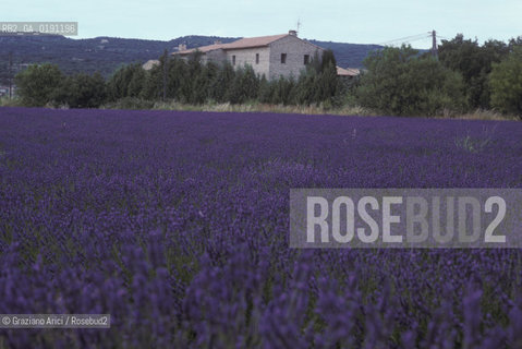 ( FRANCIA  )  PROVENCE-ALPES-COTE DAZUR UN CAMPO DI LAVANDA  © 1999 Graziano Arici/Rosebud2 / GEO VIOLA