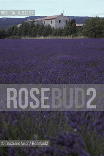 ( FRANCIA  )  PROVENCE-ALPES-COTE DAZUR UN CAMPO DI LAVANDA  © 1999 Graziano Arici/Rosebud2 / GEO VIOLA