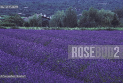 ( FRANCIA  )  PROVENCE-ALPES-COTE DAZUR UN CAMPO DI LAVANDA  © 1999 Graziano Arici/Rosebud2 / GEO VIOLA