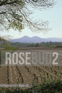 ( FRANCIA  )  PROVENCE-ALPES-COTE DAZUR VIGNA  © 1999 Graziano Arici/Rosebud2 / GEO VINO