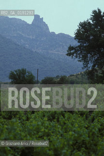 ( FRANCIA  )  LANGUEDOC-ROUSSILLON  QUERIBUS  : IL CASTELLO © 1999 Graziano Arici/Rosebud2 / GEO ERESIA CATARA CATARI CROCIATA VIGNA VIGNETO