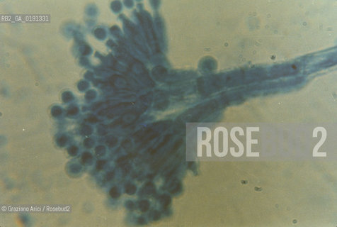 ( FRANCIA  )  MIDI-PYRENEES ROQUEFORT-SUR-SOULZON : CASEIFICIO  SOCIETE  FABBRICAZIONE DEL FORMAGGIO ROQUEFORT BATTERIO © 1999 Graziano Arici/Rosebud2 / GEO GASTRONOMIA