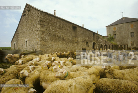 ( FRANCIA  )  LANGUEDOC-ROUSSILLON ALTIPIANO DEL LARZAC CAUSSE : OVILE © 1999 Graziano Arici/Rosebud2 / GEO PECORE