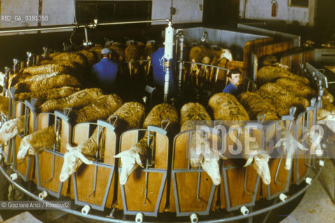 ( FRANCIA  )  MIDI-PYRENEES ROQUEFORT-SUR-SOULZON : CASEIFICIO  SOCIETE  FABBRICAZIONE DEL FORMAGGIO ROQUEFORT © 1999 Graziano Arici/Rosebud2 / GEO GASTRONOMIA