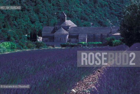 ( FRANCIA  )  PROVENCE-ALPES-COTE DAZUR ABBAZIA DI SENANQUE E CAMPI DI LAVANDA  © 1999 Graziano Arici/Rosebud2 / GEO VIOLA