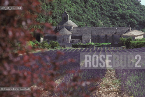 ( FRANCIA  )  PROVENCE-ALPES-COTE DAZUR ABBAZIA DI SENANQUE E CAMPI DI LAVANDA  © 1999 Graziano Arici/Rosebud2 / GEO VIOLA