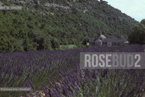 ( FRANCIA  )  PROVENCE-ALPES-COTE DAZUR ABBAZIA DI SENANQUE E CAMPI DI LAVANDA  © 1999 Graziano Arici/Rosebud2 / GEO VIOLA