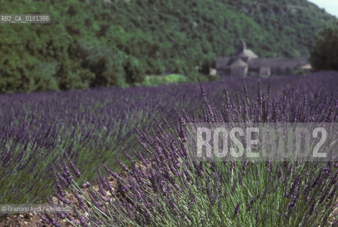 ( FRANCIA  )  PROVENCE-ALPES-COTE DAZUR ABBAZIA DI SENANQUE E CAMPI DI LAVANDA  © 1999 Graziano Arici/Rosebud2 / GEO VIOLA