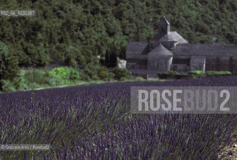 ( FRANCIA  )  PROVENCE-ALPES-COTE DAZUR ABBAZIA DI SENANQUE E CAMPI DI LAVANDA  © 1999 Graziano Arici/Rosebud2 / GEO VIOLA