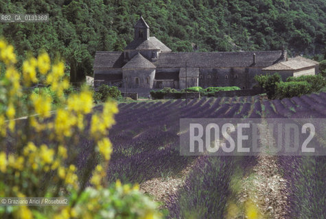 ( FRANCIA  )  PROVENCE-ALPES-COTE DAZUR ABBAZIA DI SENANQUE E CAMPI DI LAVANDA  © 1999 Graziano Arici/Rosebud2 / GEO VIOLA