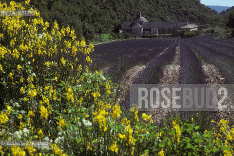 ( FRANCIA  )  PROVENCE-ALPES-COTE DAZUR ABBAZIA DI SENANQUE E CAMPI DI LAVANDA  © 1999 Graziano Arici/Rosebud2 / GEO VIOLA