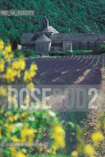( FRANCIA  )  PROVENCE-ALPES-COTE DAZUR ABBAZIA DI SENANQUE E CAMPI DI LAVANDA  © 1999 Graziano Arici/Rosebud2 / GEO VIOLA